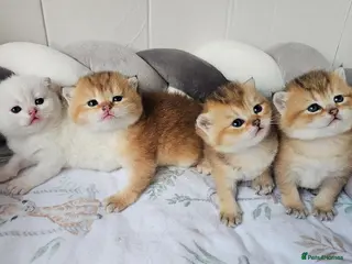 Scottish Fold cats TICA Reg😼Scottish Fold & Straight kittens😼 - Advert 9