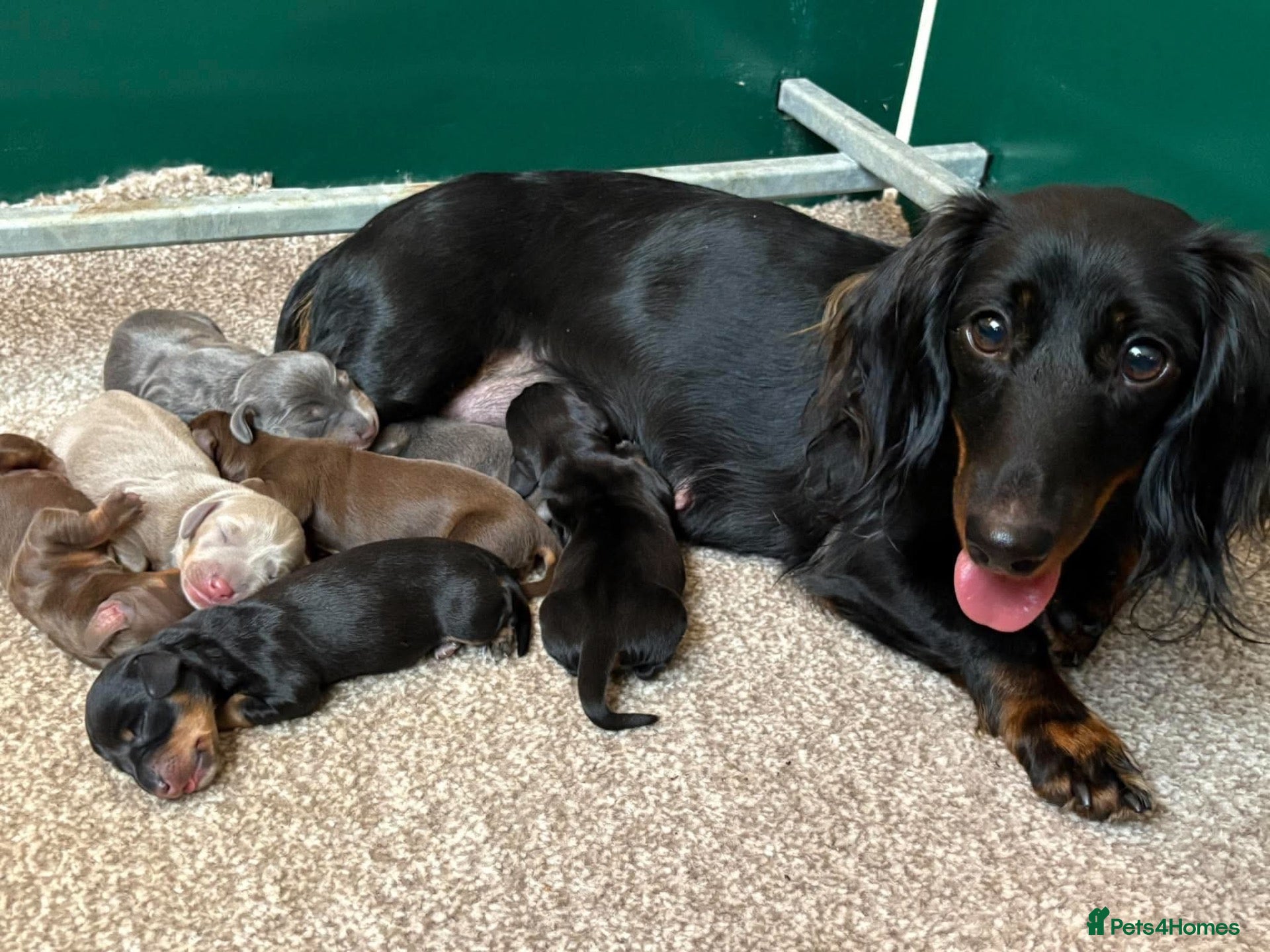 Miniature Dachshund dogs for sale: Miniature Dachshund Puppies - Advert 2