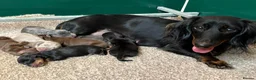 Miniature Dachshund dogs for sale: Miniature Dachshund Puppies in Glasgow - Advert 1