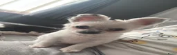 Chihuahua dogs for sale: Chihuahua puppy  - Advert 2