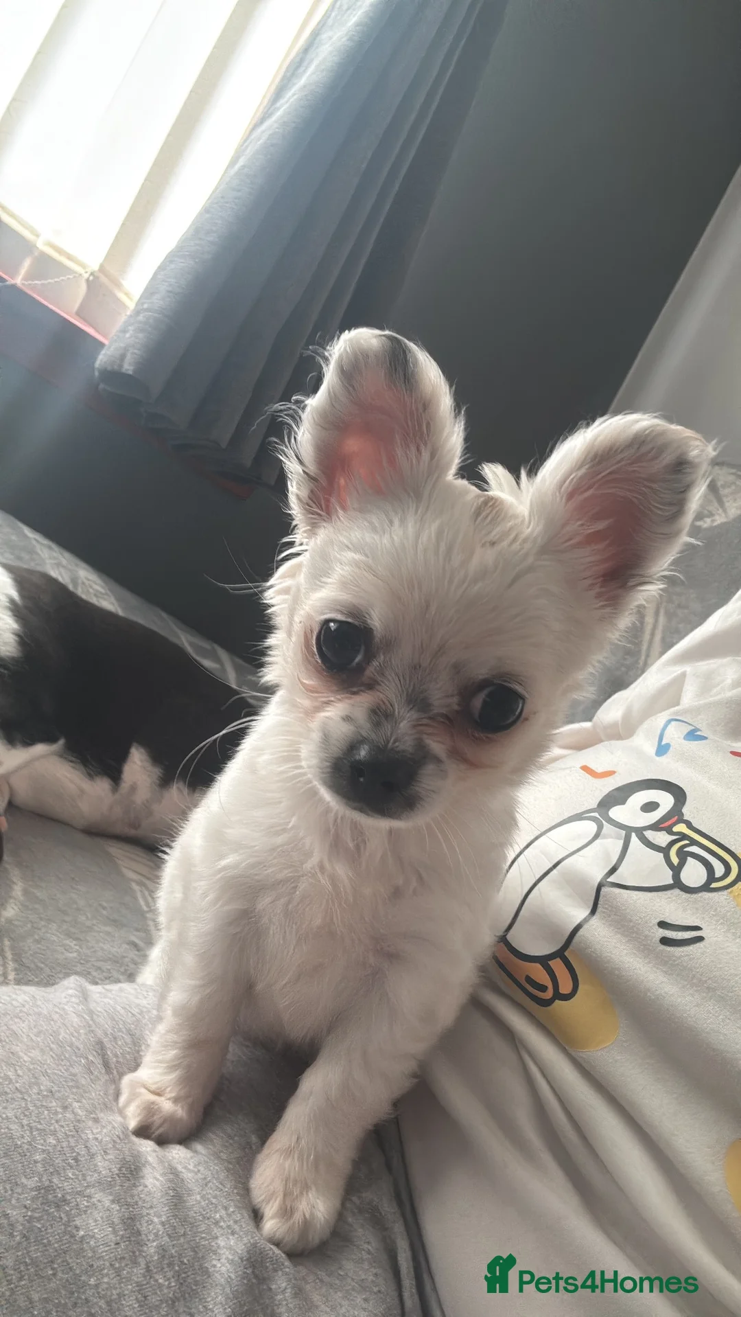 Chihuahua dogs for sale: Chihuahua puppy  - Advert 2