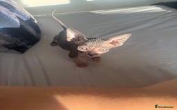 Sphynx cats for sale: 3 beautiful sphynx kittens  - Image 10