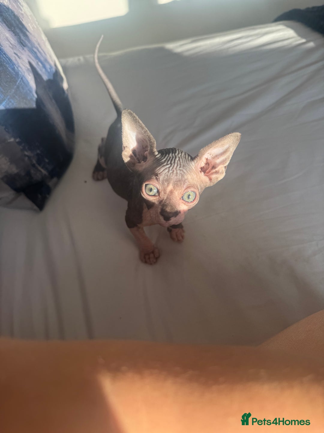 Sphynx cats for sale: 3 beautiful sphynx kittens  - Image 10