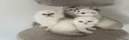 Scottish Fold cats for sale: Adorable Scottish Fold Kittens - Advert 17