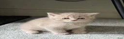 British Shorthair cats for sale: Stunning British shorthair kitten  - Advert 4