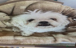 Maltese dogs for adoption: Kayleigh - Hingham Norfolk  - Image 3
