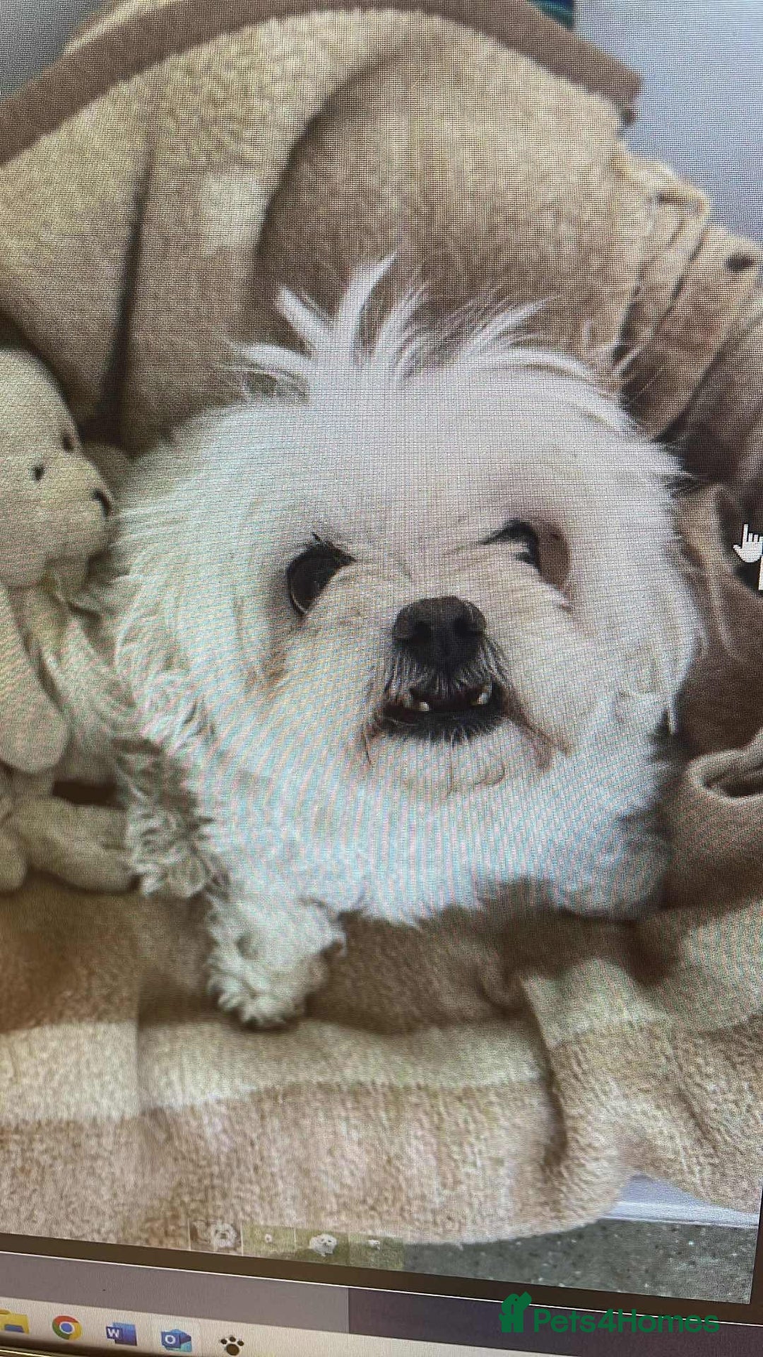 Maltese dogs for adoption: Kayleigh - Hingham Norfolk  - Image 3