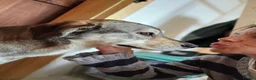 Mixed Breed dogs for adoption: Lajka – Gentle, Sweet Natured Girl - Advert 5