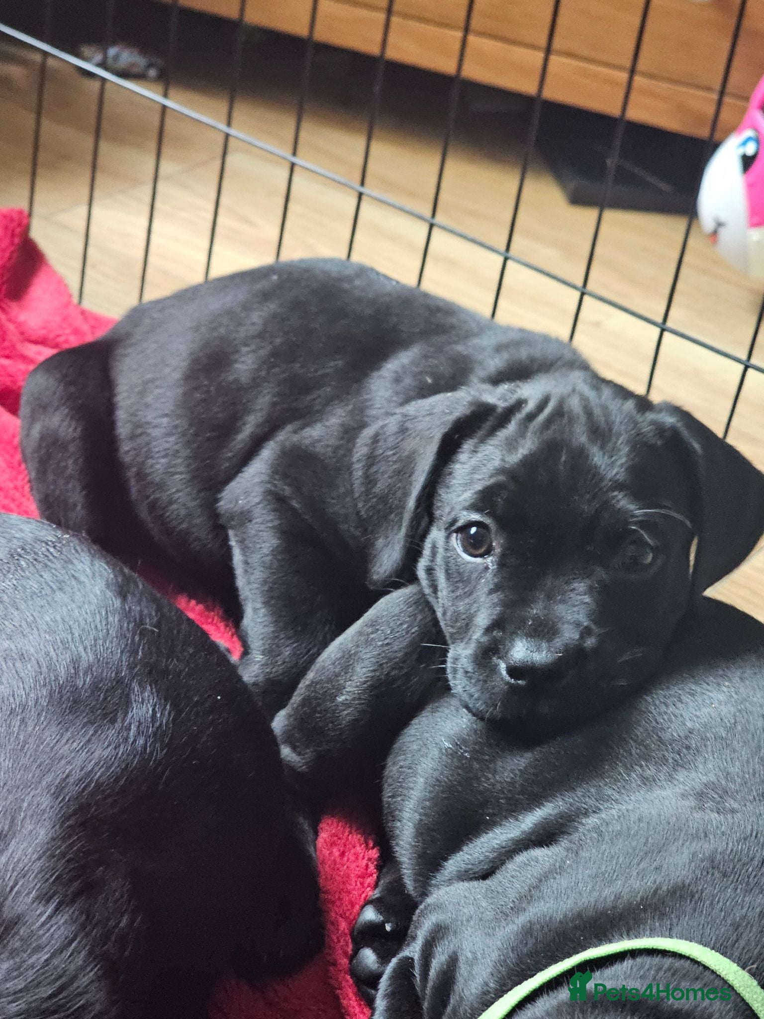 Mixed Breed dogs Dogue de bordeux x lab - Advert 10