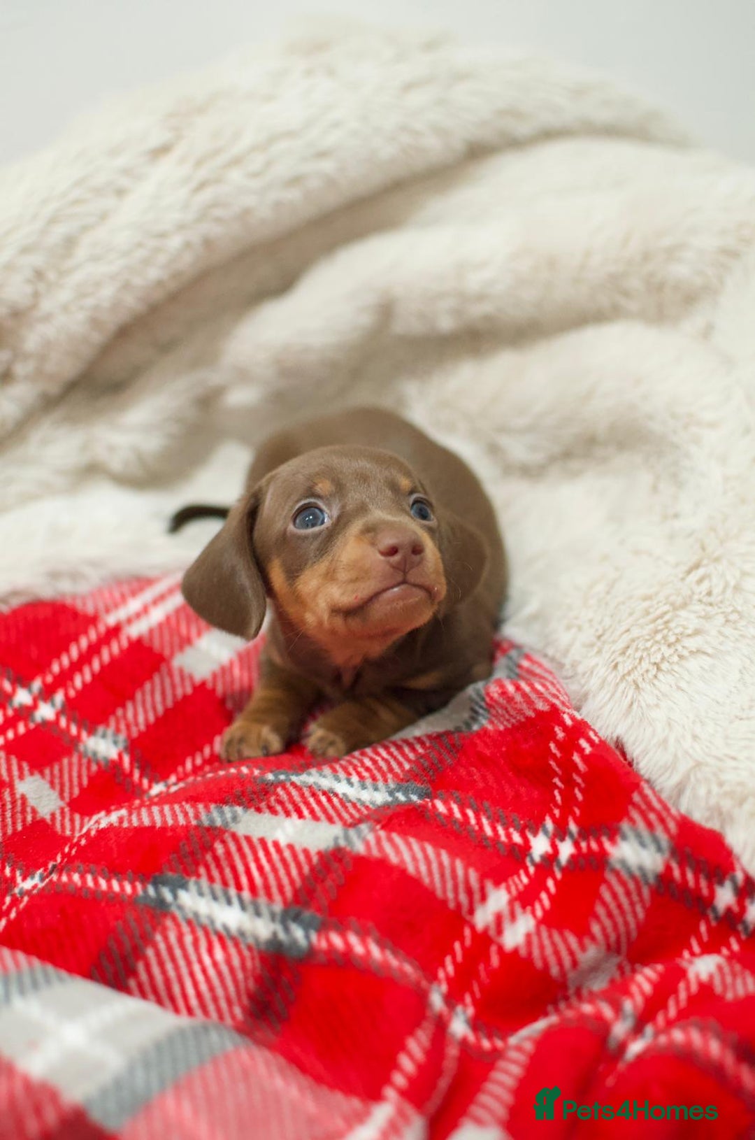 Miniature Dachshund dogs for sale: 💙𝐓𝐨𝐩 𝐛𝐥𝐨𝐨𝐝𝐥𝐢𝐧𝐞 𝐁𝐨𝐲𝐬 💙 - Advert 5