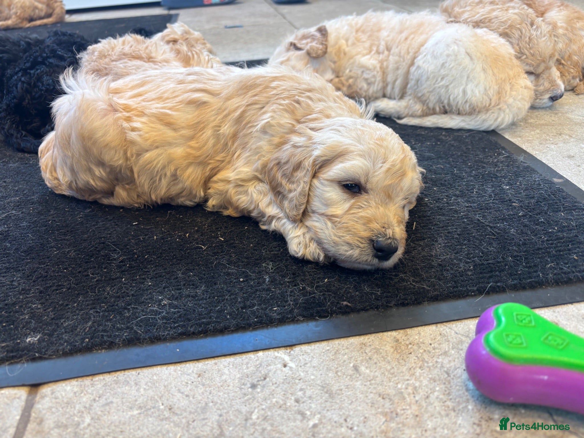 Goldendoodle dogs Beautiful Goldendoodles - Advert 2
