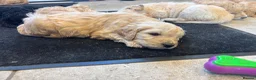 Goldendoodle dogs for sale: Beautiful Goldendoodles - Advert 17