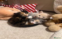 Domestic Shorthair cats for sale: Two female shorthair kittens  - Image 2
