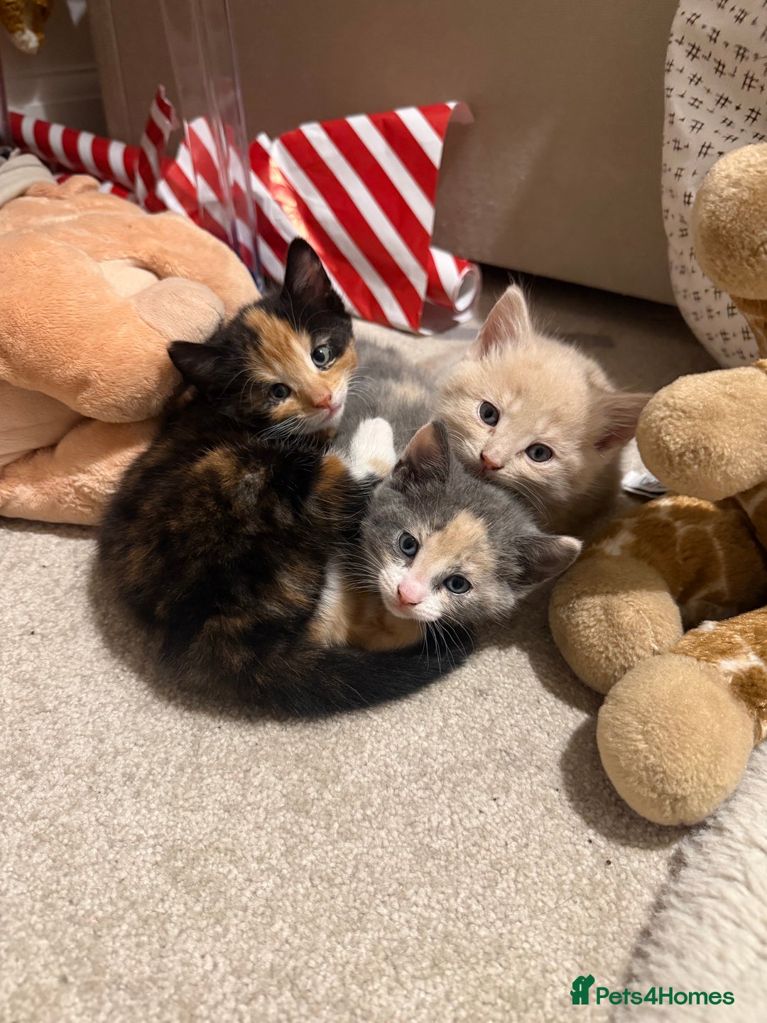 Domestic Shorthair cats for sale: Two female shorthair kittens  - Image 2