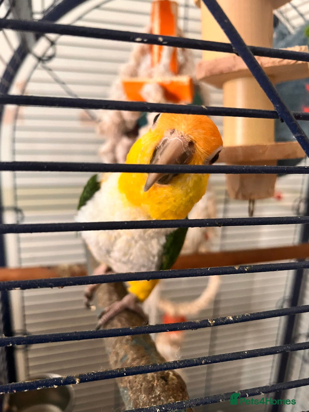 Parrots birds for sale: Caique parrot  - Advert 7