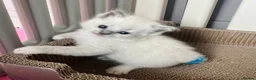 Ragdoll cats for sale: Purebred Ragdolls Kittens in Bournemouth - Advert 17