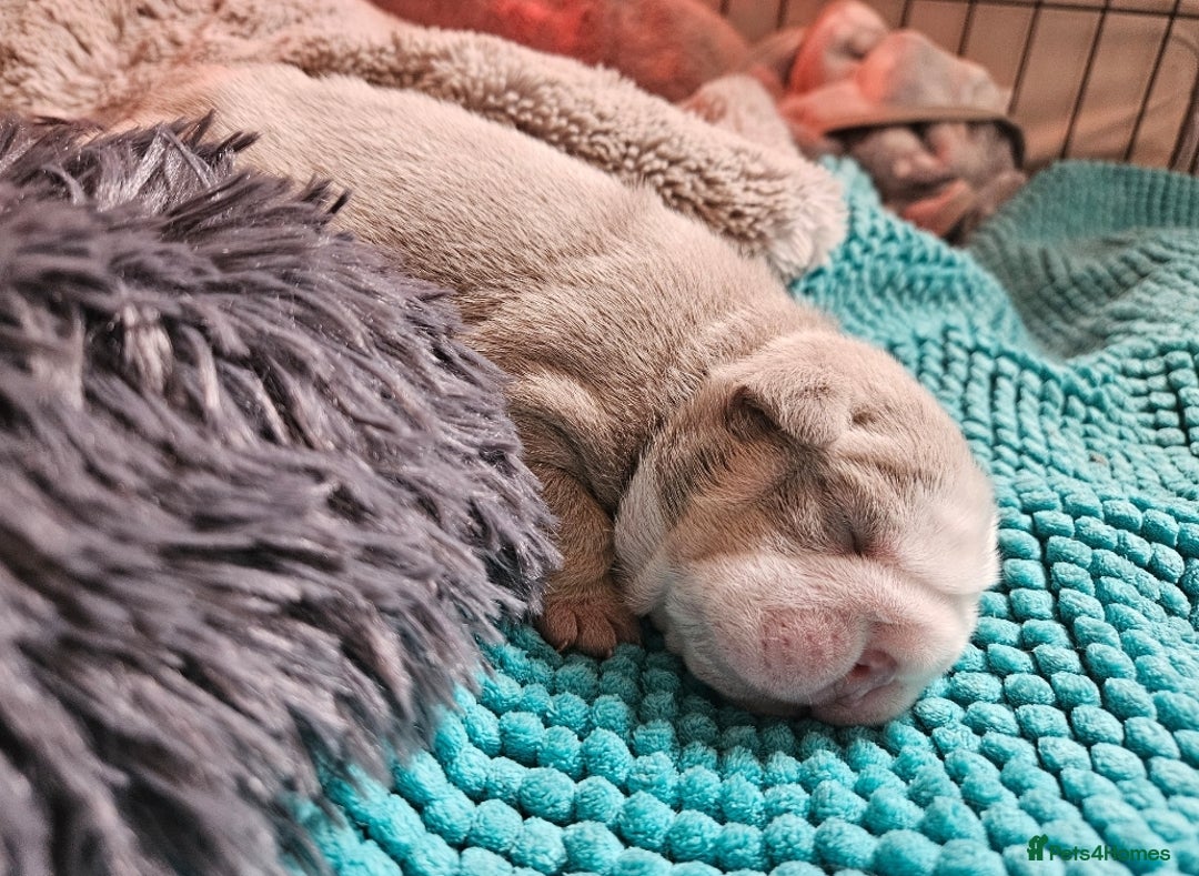 English Bulldog dogs for sale: Outstanding KC English Bulldogs, Top Quality Pups - Image 36