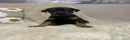 Dobermann dogs for sale: 6 month old Dobermann hybrid  - Advert 23