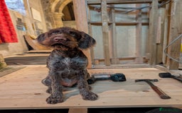 German Wirehaired Pointer dogs for sale: Liver German Wirehaired Pointer Puppy  - Image 2