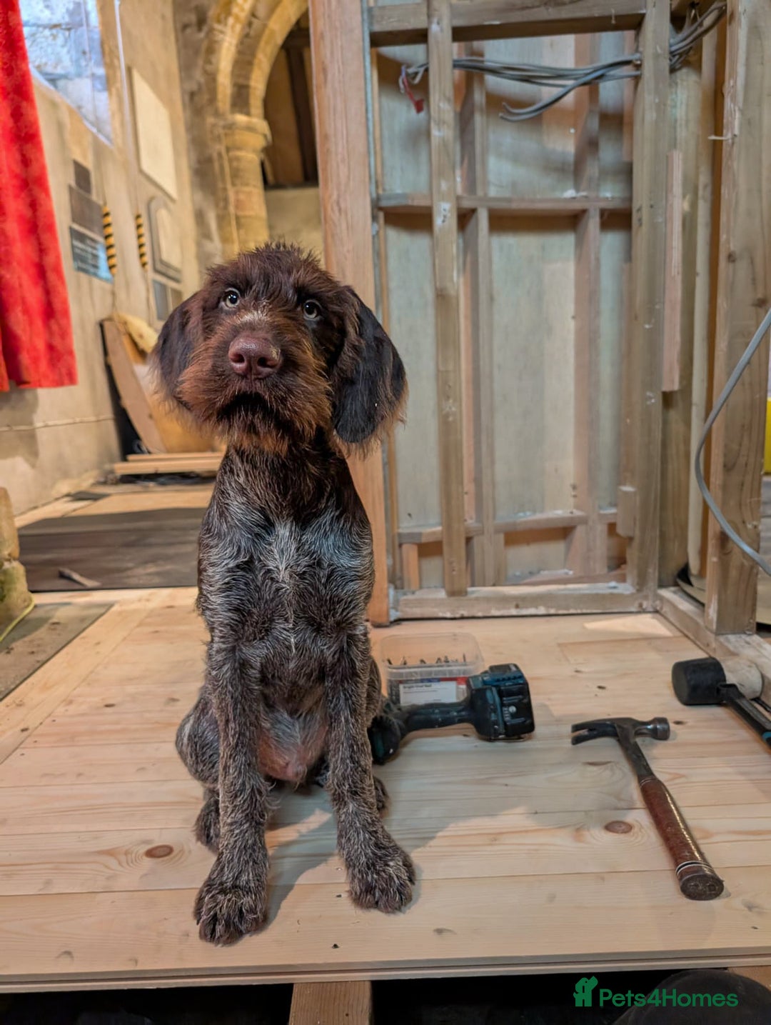 German Wirehaired Pointer dogs for sale: Liver German Wirehaired Pointer Puppy  - Image 2