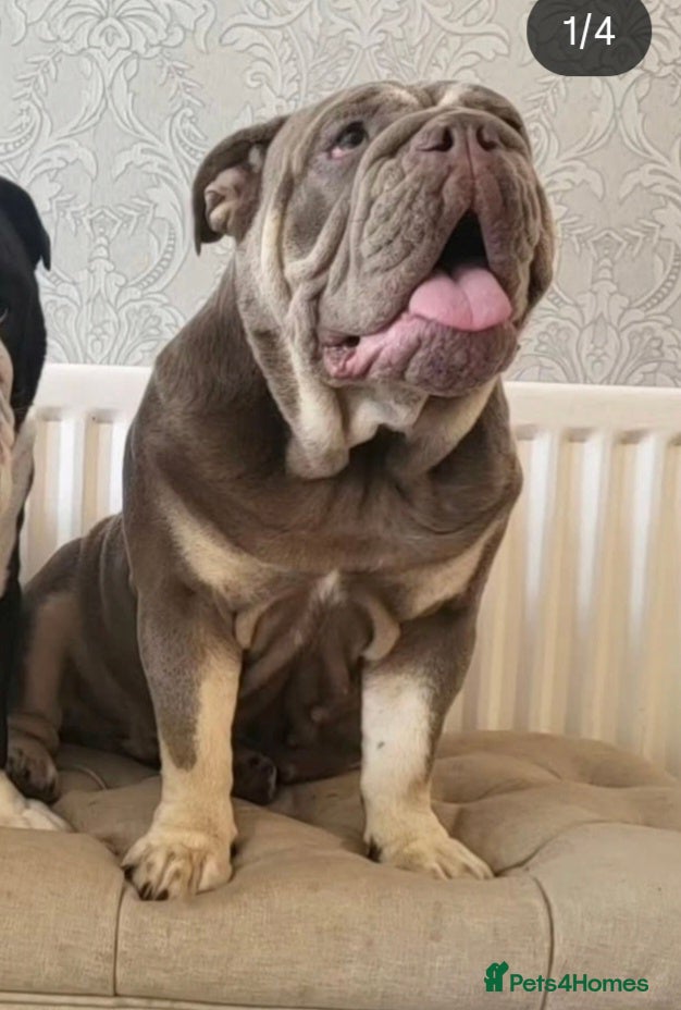 English Bulldog dogs Gorgeous English Bulldog 💓 - Advert 1