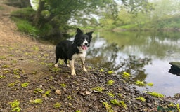 Border Collie dogs for sale: Bam & Flo - Image 8