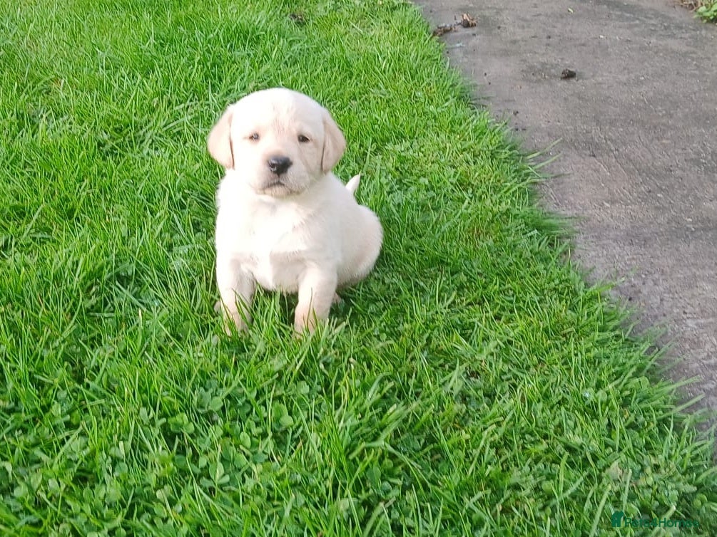 Labrador Retriever dogs Kc Registered Labrador Retriever Puppies - Advert 1