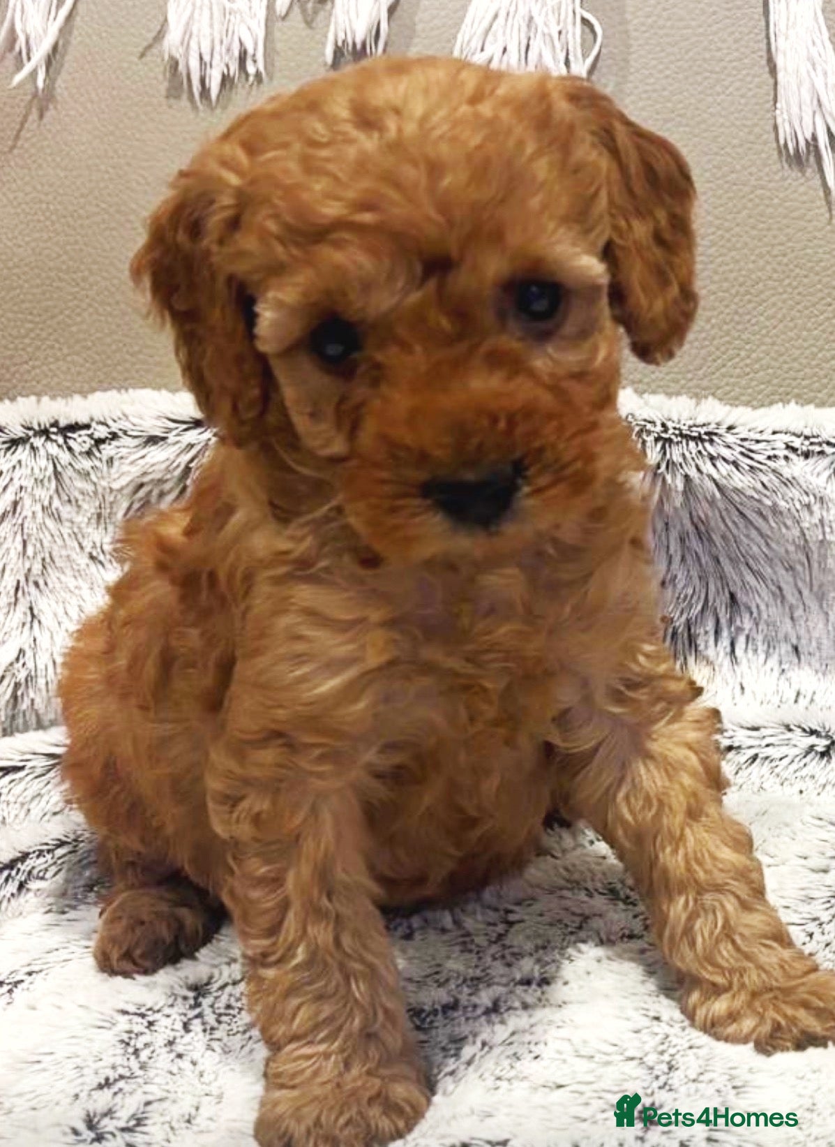 Toy Poodle dogs Beautiful last Toy Poodle/ - Advert 1