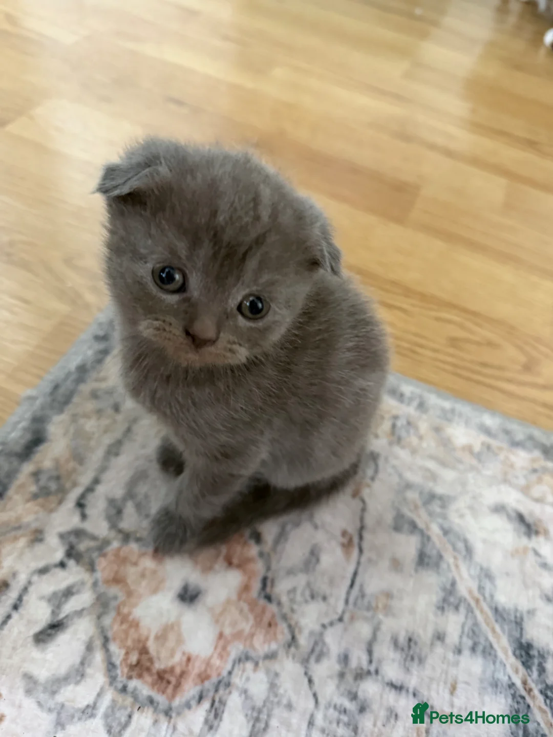 Scottish Fold cats for sale: Adorable Scottish fold kittens - Advert 2