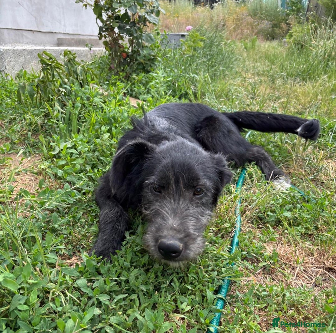 Mixed Breed dogs for adoption: TARMAC - a handsome young boy for a Loving Home - Image 9