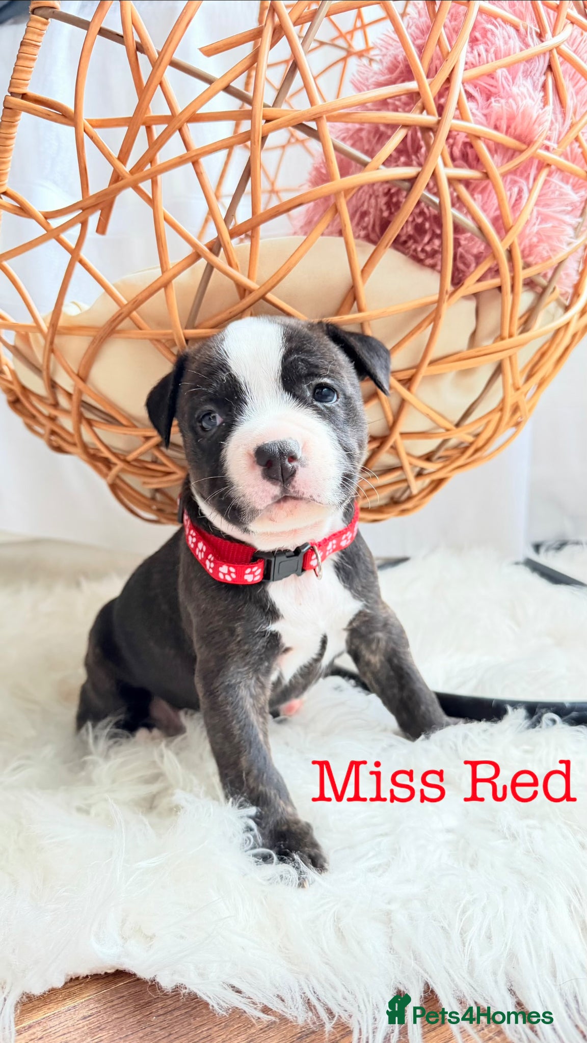 Staffordshire Bull Terrier dogs 💕BEAUTIFUL STAFFY PUPPIES 💕 - Advert 1