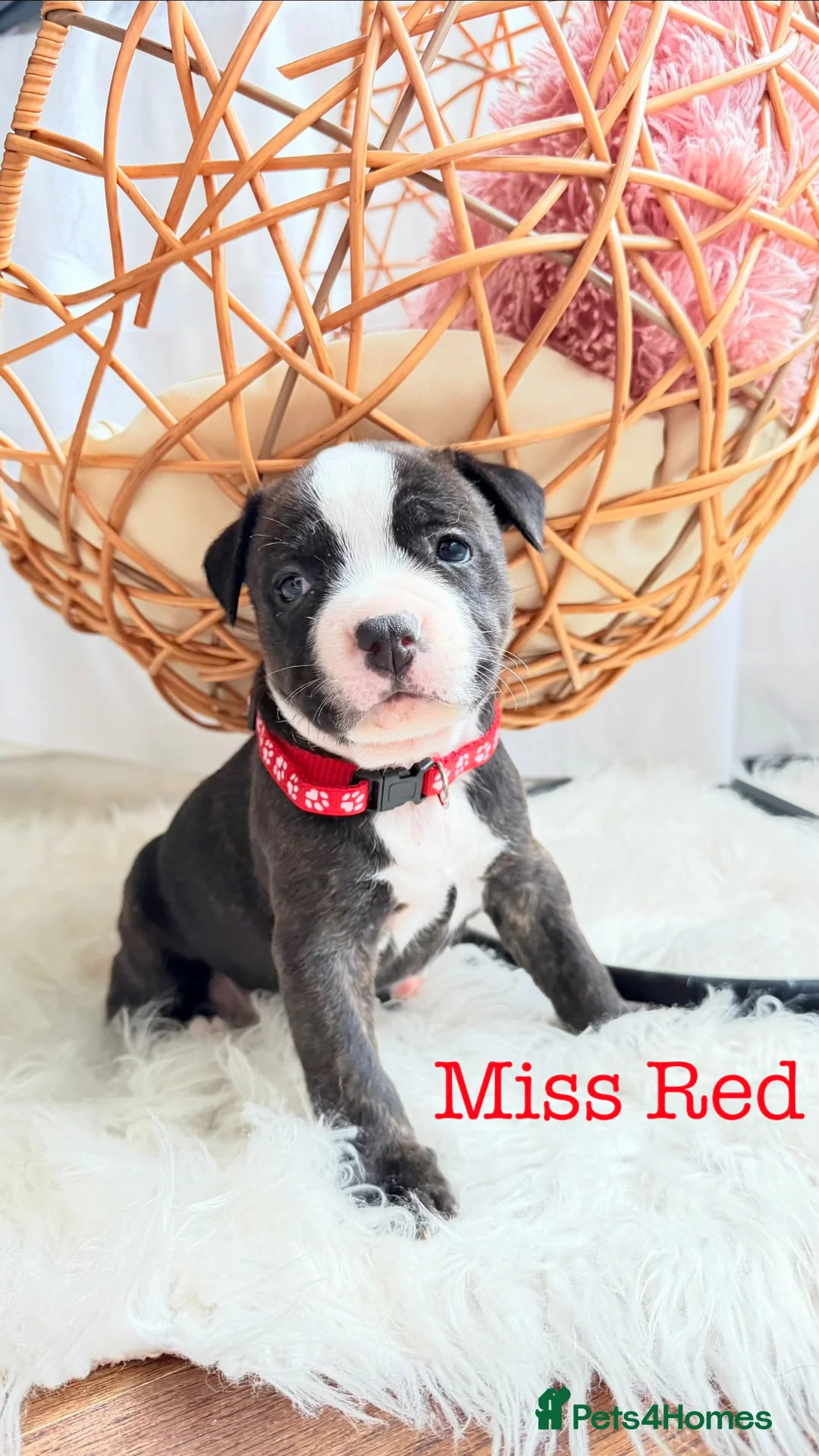 Staffordshire Bull Terrier dogs for sale: 💕BEAUTIFUL STAFFY PUPPIES 💕 - Advert 1
