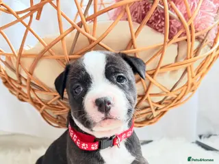 Staffordshire Bull Terrier dogs 💕BEAUTIFUL STAFFY PUPPIES 💕 - Advert 1
