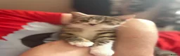 Bengal cats for sale: Cute half bengal kitten ready now  - Advert 5