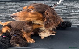 Cockapoo dogs for sale: 🩵💗OUTSTANDING F1 COCKAPOOS💓🩵 - Image 11