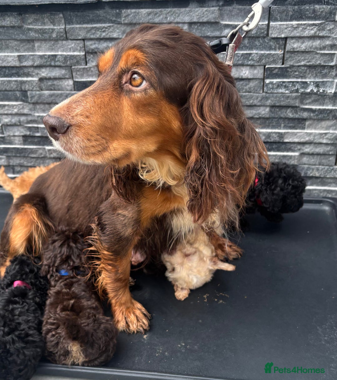 Cockapoo dogs for sale: 🩵💗OUTSTANDING F1 COCKAPOOS💓🩵 - Image 11