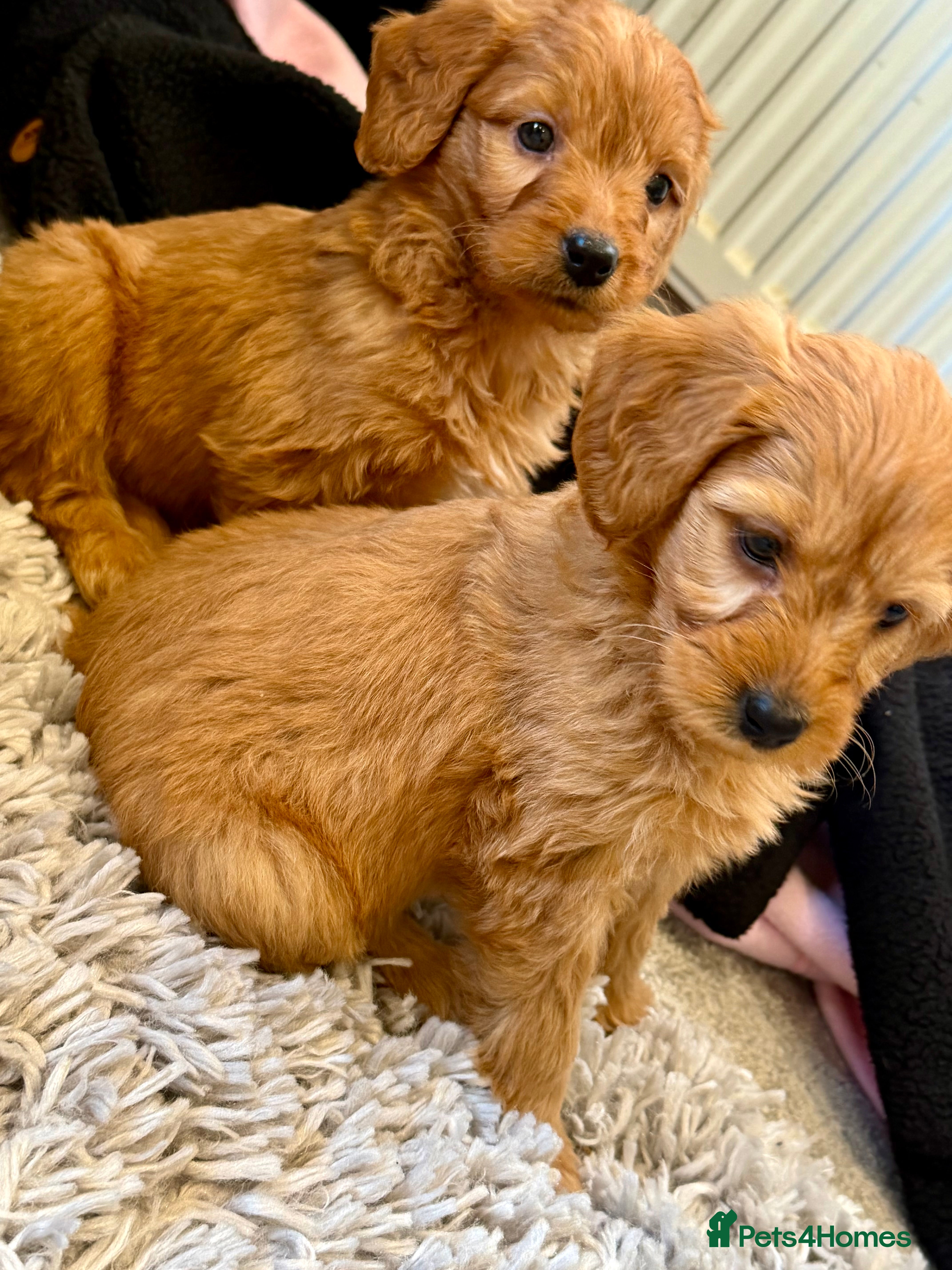 Mini Goldendoodle dogs Extensively health tested F1 goldendoodle puppies  - Advert 3