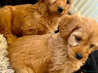 Mini Goldendoodle dogs Extensively health tested F1 goldendoodle puppies - Advert 3