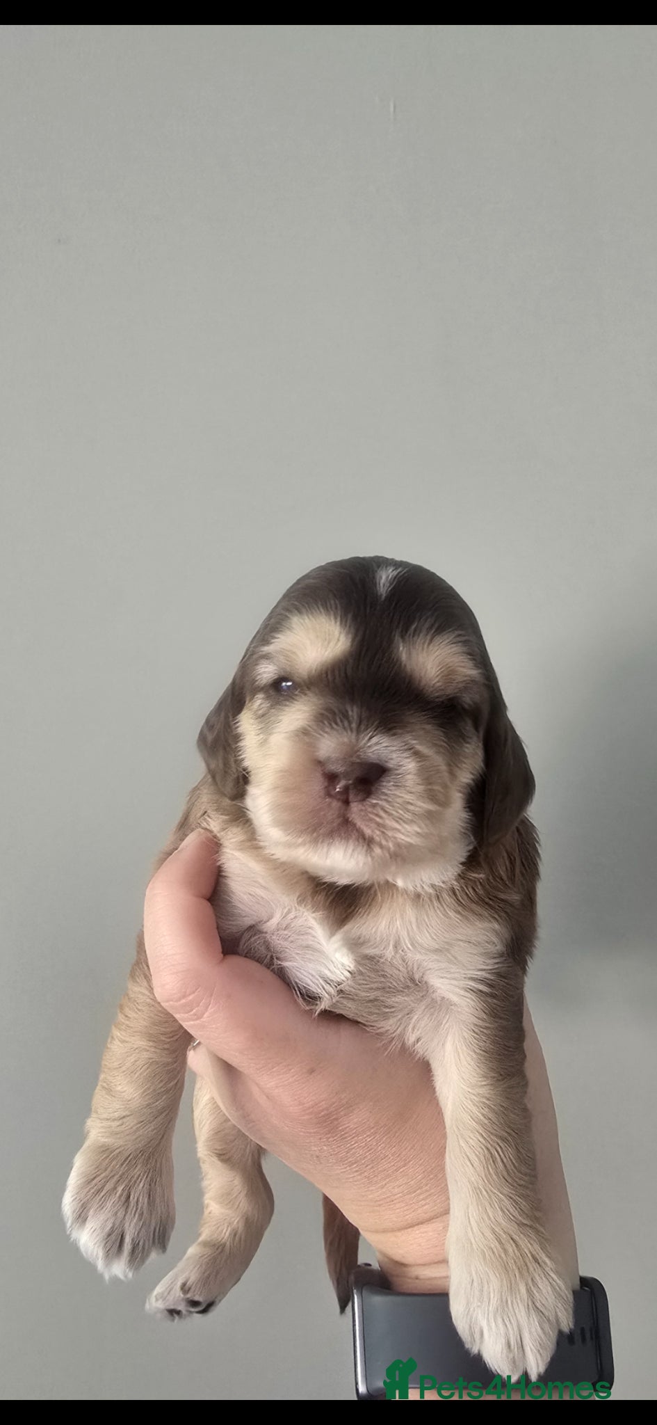 Cockapoo dogs SHOW F1 cockapoos licensed breeder. - Advert 1