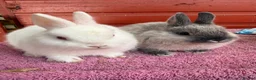 Netherland Dwarf rabbits for sale: Young Netherland Dwarfs - Advert 8