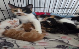 Mixed Breed cats for sale: Beautiful kittens - Image 36