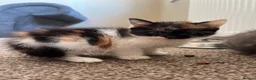 Mixed Breed cats for sale: 2 KITTENS AVAILABLE  - Advert 14