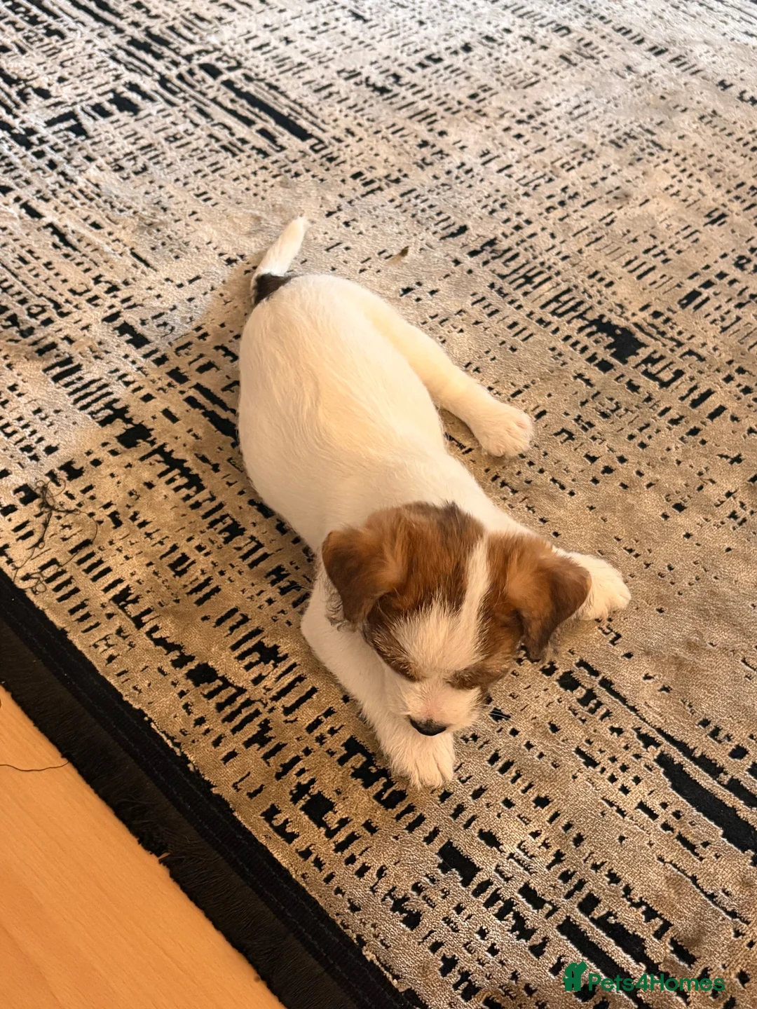 Mixed Breed dogs for sale: Biscoff - Advert 3