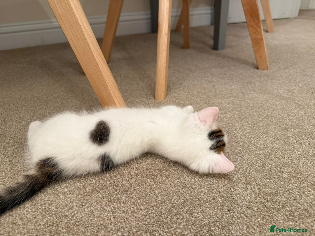 Domestic Shorthair cats for sale: Friendly Young Female Cat - Advert 12