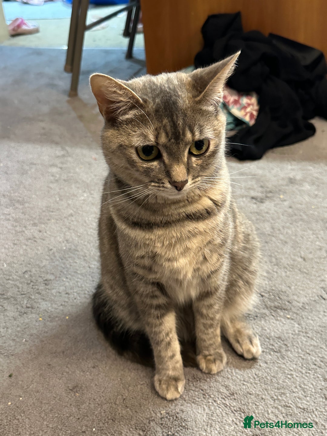 Mixed Breed cats for sale: Torbie Arabian Mau X BSH - Advert 12