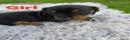 Miniature Dachshund dogs for sale: Beautiful miniature dachshund litter  - Advert 7