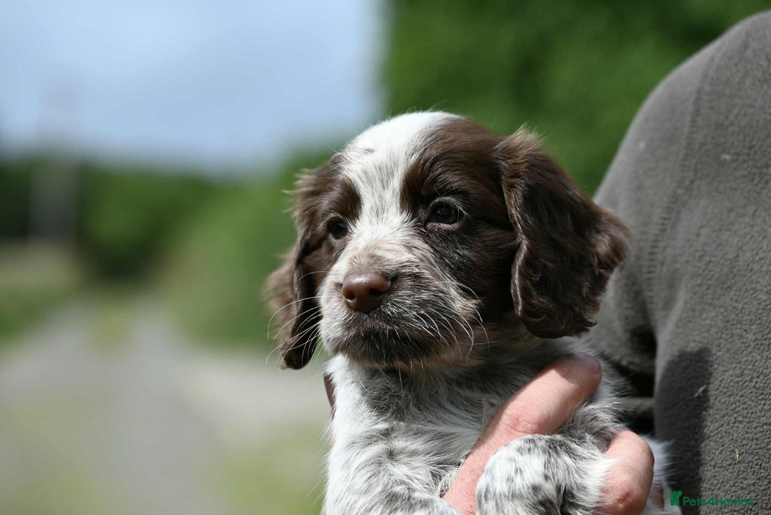 Cocker Spaniel dogs for sale: Exceptional litter of working cocker spaniel pups - Image 5