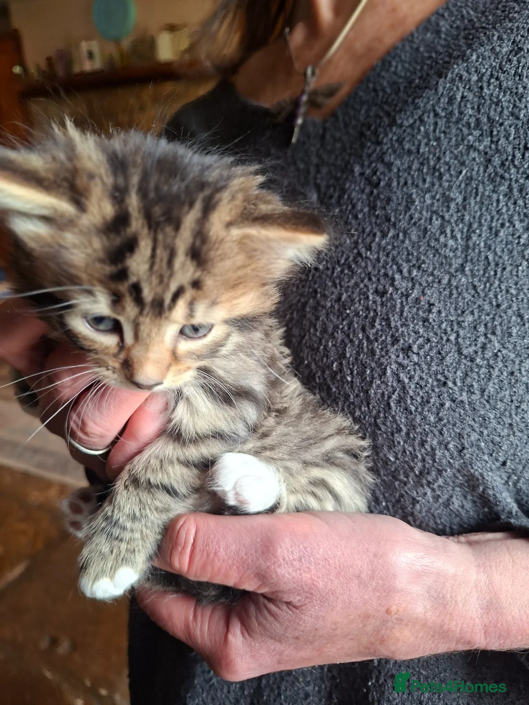 Mixed Breed cats for sale: Beautiful kittens - Advert 3