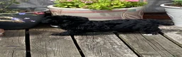 Yorkiepoo dogs for sale: Beautiful YORKIEPOO puppies - Advert 4