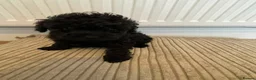 Toy Poodle dogs for sale: 🩷1 left🩷 - Advert 14